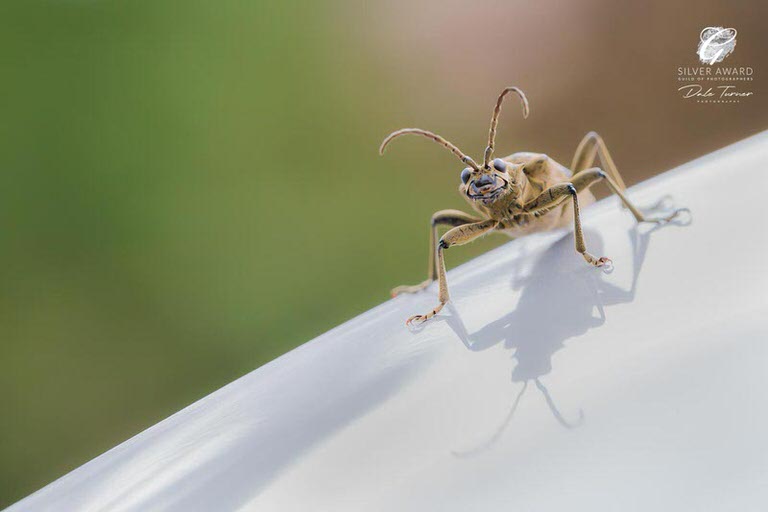 Award winning macro photograph of a long horn beetle.